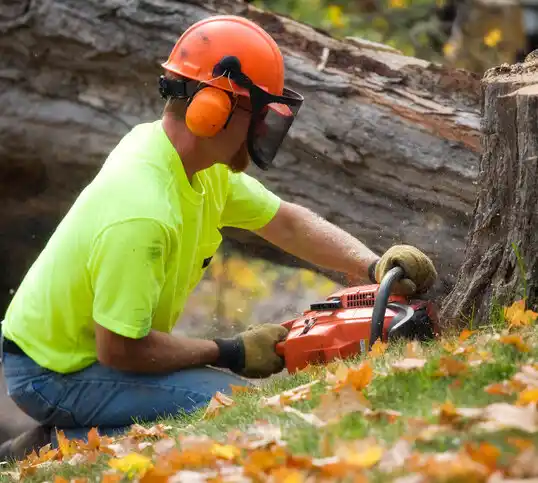 tree services Long Branch